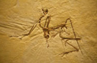 15. Understanding Earth's History Image