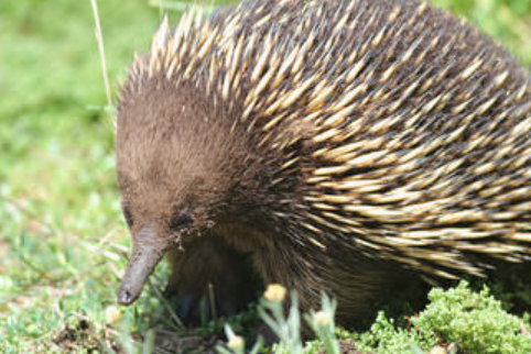 17. Evolution and Populations Image