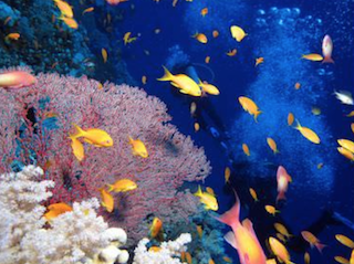 18. Ecosystems Image