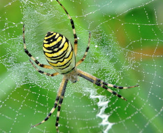 08. Animals Image