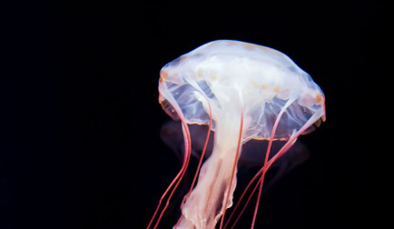 09. Invertebrates Image