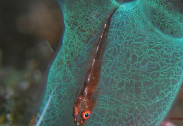 10. Vertebrates Image