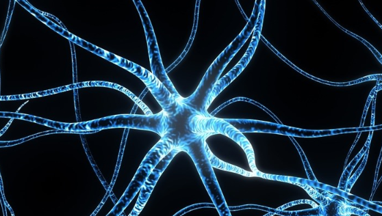 11. Human Biology Image