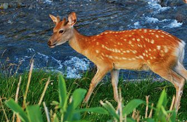 12. Ecology Image